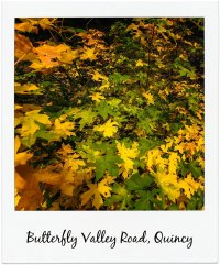 butterfly valley road quincy pm.jpg