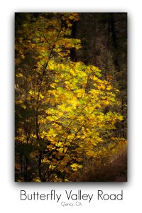 butterfly valley road with fall presets pm.jpg