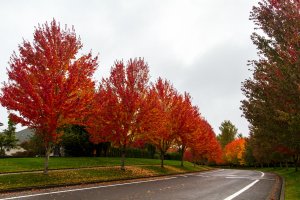 Fall_Corvallis_2012-1.jpg
