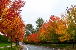 Fall_Corvallis_2012-2.jpg