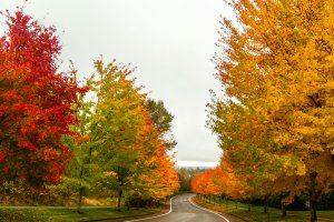 Fall_Corvallis_2012-3.jpg
