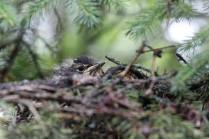 AC3R5185 2000 wide.jpg