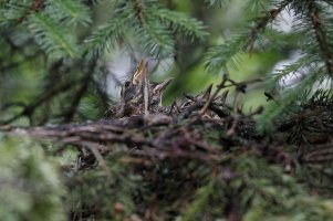 AC3R5184 2000 wide.jpg