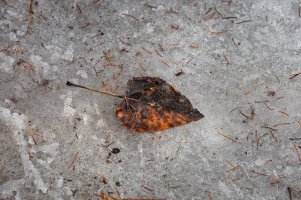 Remnants 2000 wide.jpg