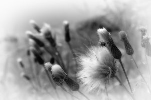 IMG_0029bw 2000 wide.jpg