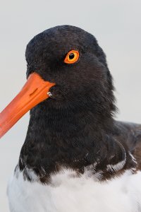 american-oystercatcher-head-and-hood-7d-ii-iso-1600-_36a8884-fort-desoto-county-park-pinellas-fl.jpg