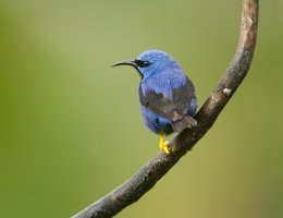 Costa Rica slideshow 1-28-123 009.jpg