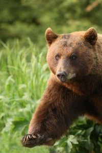 YNP 2008 bear crossing road-favorite-TIFF.jpg