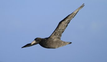 Southern Giant Petrel.jpg