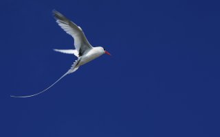 Tropicbird....jpg
