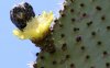 Pollen addict...cactus finch.jpg