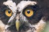pygmy owl.jpg