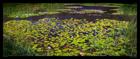 lotus-pond.jpg