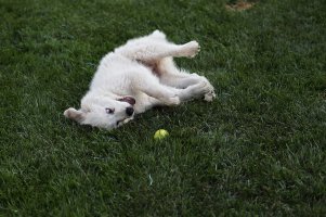 Ruby11.jpg