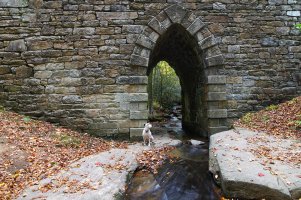 Petey Poinsette wide sm.jpg