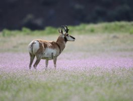 pronghorn.jpg