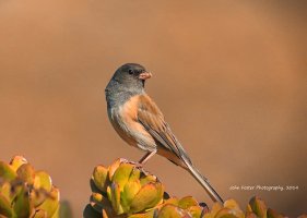 junco 800.jpg