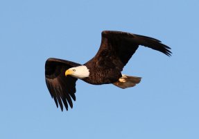 Bald Eagle Flight Across the Marsh 01.jpg