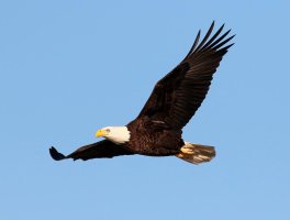 Bald Eagle Flight Across the Marsh 02.jpg
