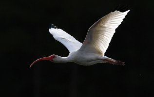 Ibis Flight Across the Marsh.jpg