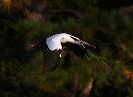 Wood Stork Flight Across the Marsh.jpg