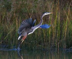 GBH Evening Jump Off 01.jpg