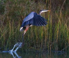 GBH Evening Jump Off 02.jpg