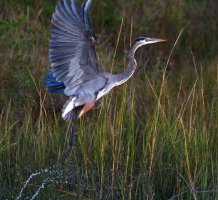 GBH Evening Jump Off 03.jpg
