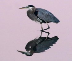 GBH at 16000 ISO.jpg
