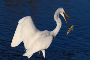 Egret Drops Fish.jpg