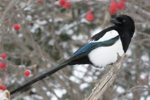 Magpie_21528.JPG