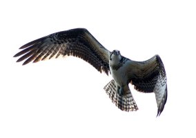 Osprey Jumps Off From Pine Tree 06.jpg