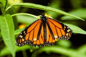 _MG_5400_DxO copy copy.jpg