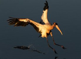 Wood Stork Coming In.jpg