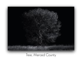 tree merced county rd pm.jpg