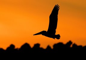 Pelican Sunset Silhouette.jpg
