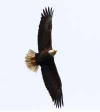 Bald Eagle Flight.jpg