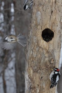 For pennies a day_21497.JPG