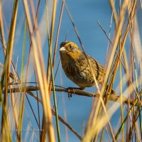 Nelson's Sparrow.jpg
