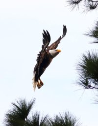 Bald Eagle Jumps Branch .jpg