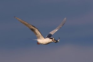 Tern Flying with Fish 01.jpg