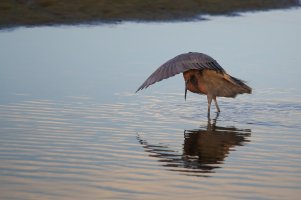 Reddish Egret.JPG