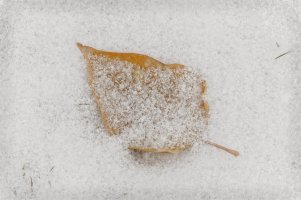 _MG_0966_DxO copy copy.jpg