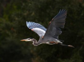 GBH Morning Flight Across the Marsh.jpg