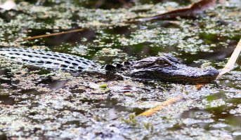 Baby Alligator in the Swamp.jpg