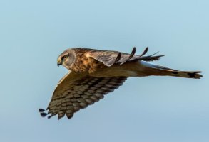 northern harrier2.jpg