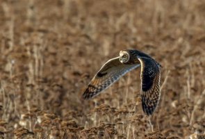 short owl4.jpg