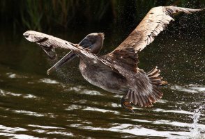 Brown Pelican Morning Fishing in the Marsh 02.jpg