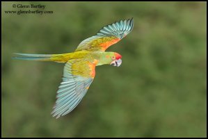 Red-fronted Macaw - 02.jpg
