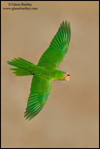 Mitred Parakeet - 01.jpg